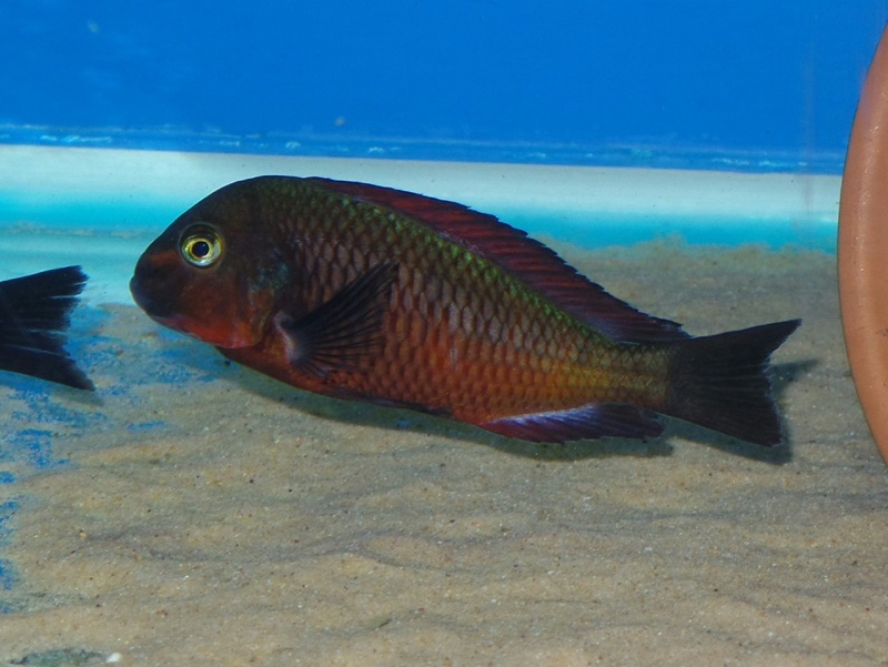 Tropheus sp. 'red' Ndole Bay